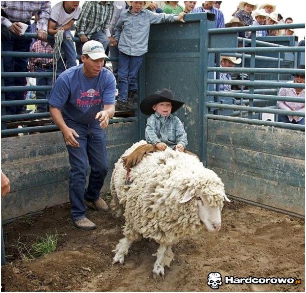 Rodeo na baranie  - 1