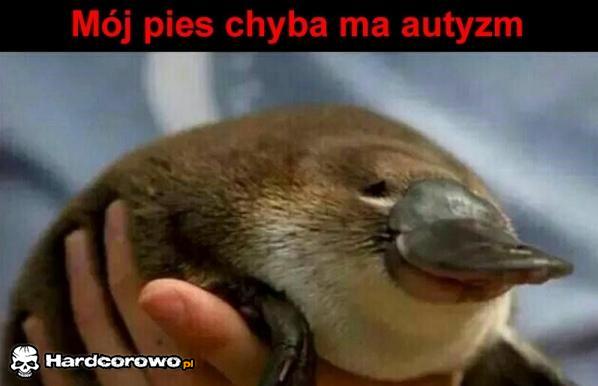 Psi autyzm  - 1