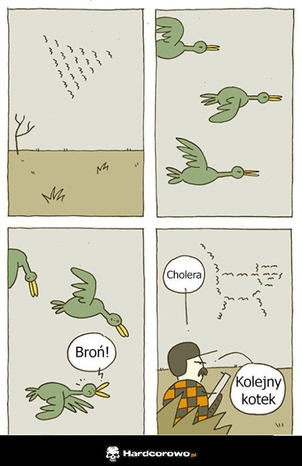 Kaczki latają kotem - 1