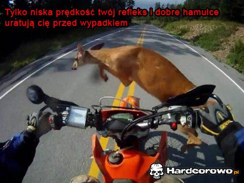 Sarna na drodze - 1