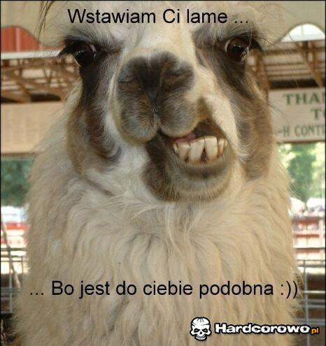 Wstawiam ci lamę - 1