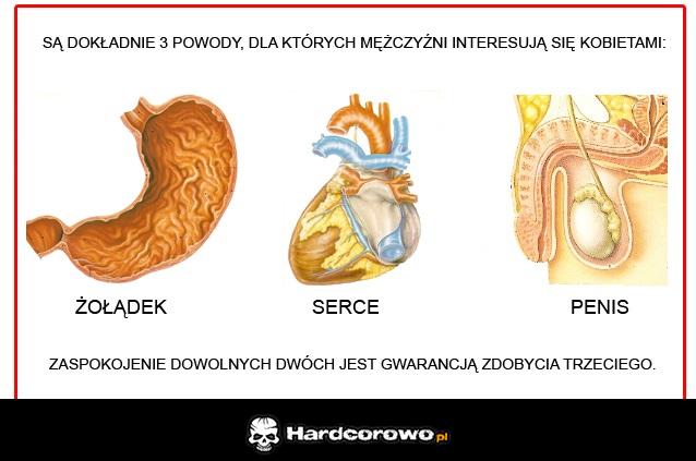 Żołądek serce penis - 1