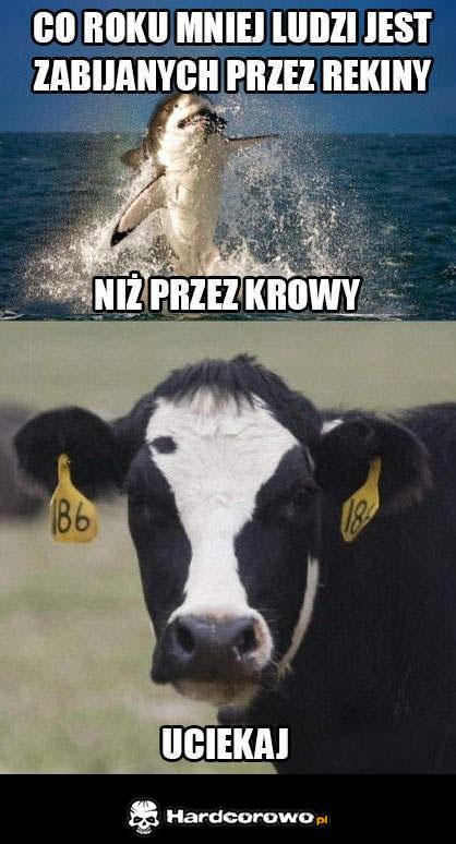 Krowa ci zajebie - 1