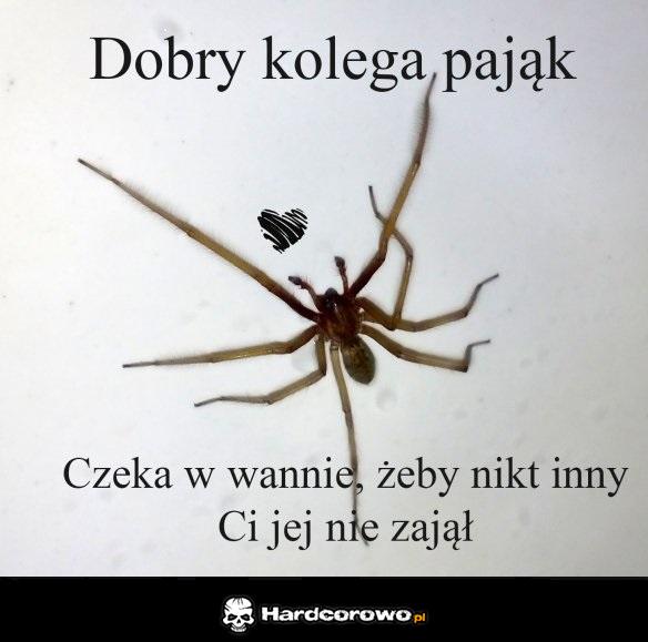 Kolega pająk - 1
