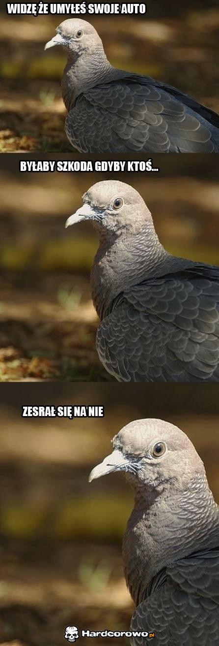 Gołębie - 1