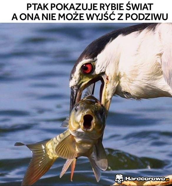 Dobry ziomek ptak - 1