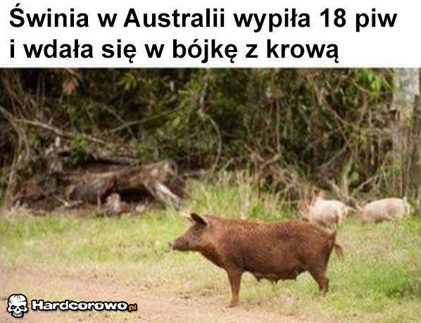 Upita świnia - 1