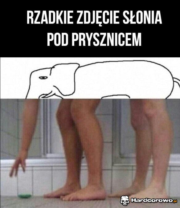 Słoń pod prysznicem - 1