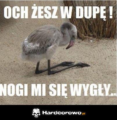 Och żesz w dupę - 1