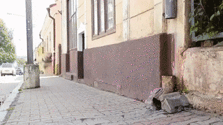 Pies parkurowiec - 1