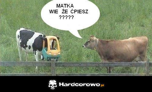 Krowy ćpuny - 1