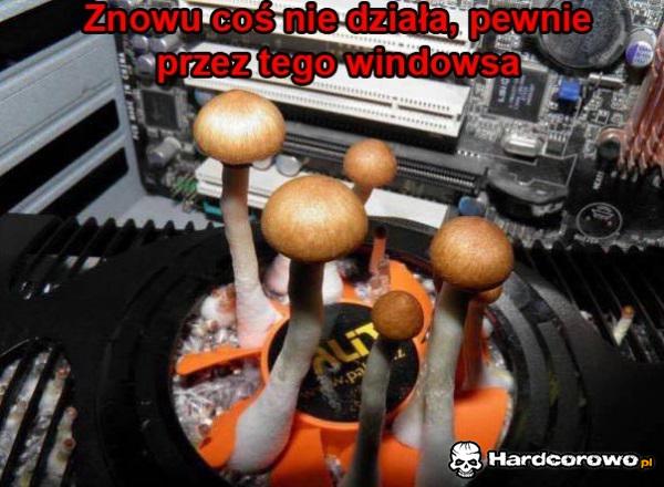 Wszystko ten windows - 1