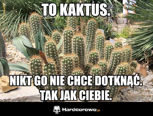 Kaktus - 1