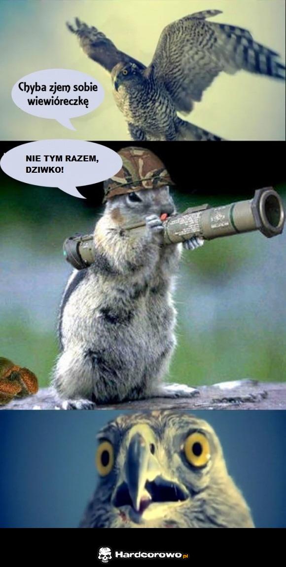 Orzeł i wiewiór - 1