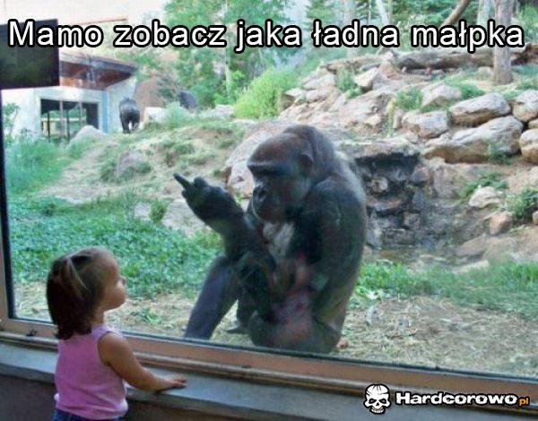 W Zoo - 1