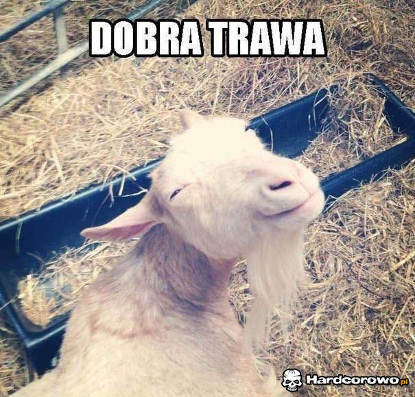 Dobra trawa - 1