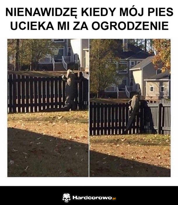 Pies mi ucieka - 1