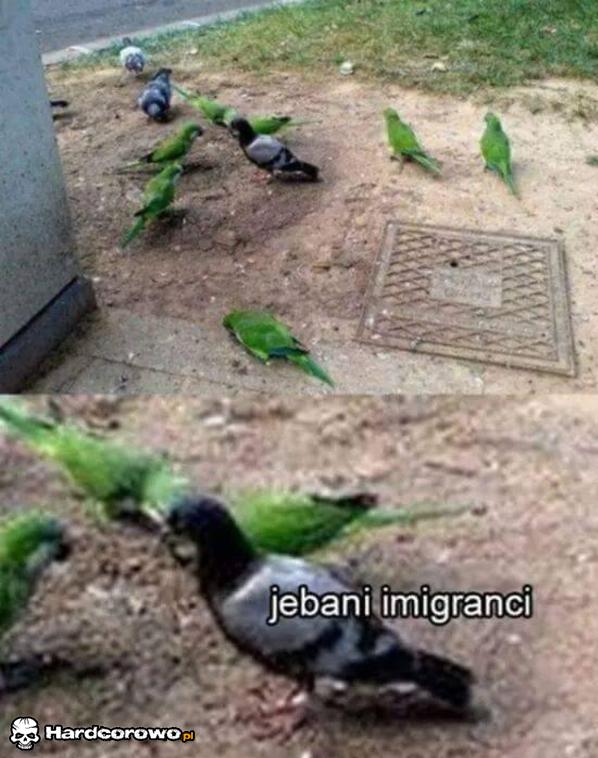 Jebani imigranci  - 1