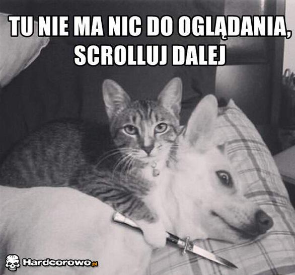 Kot morderca  - 1