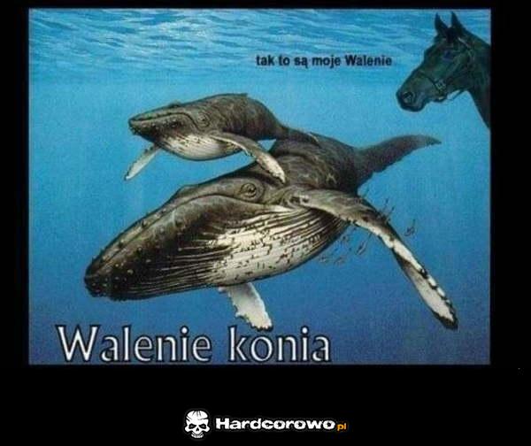 Walenie konia - 1