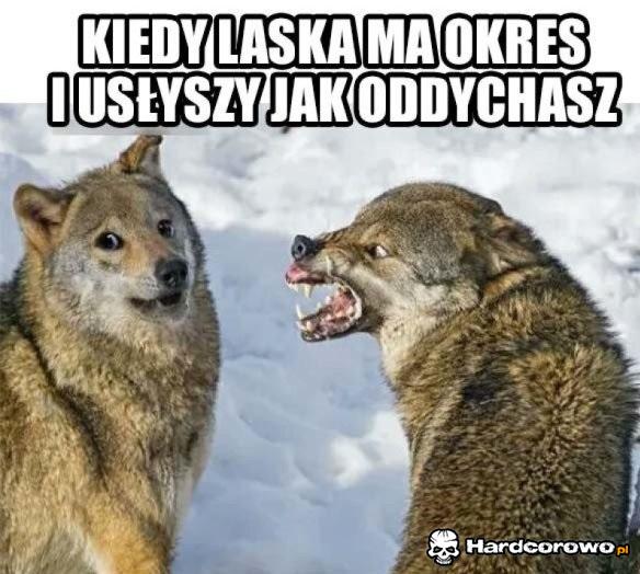 Laski takie są - 1