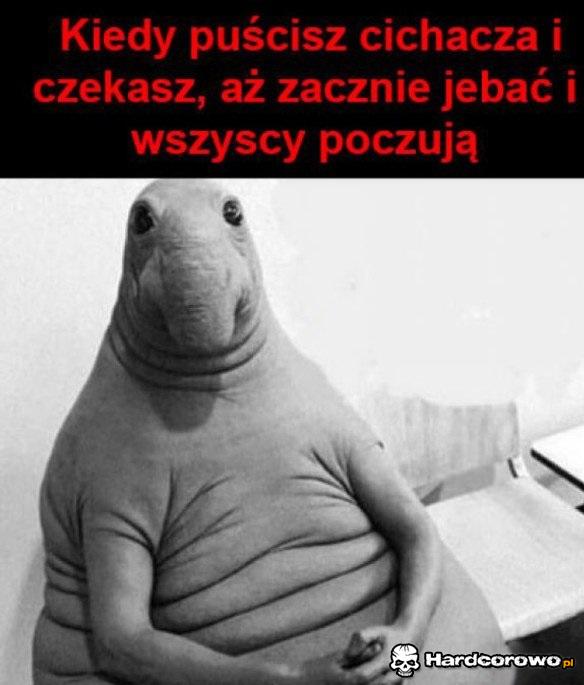 Cichacz - 1