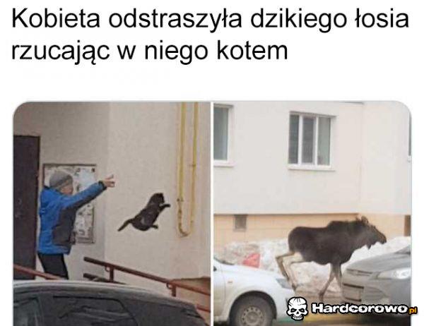 Ale jak teraz odstraszyć kota? - 1