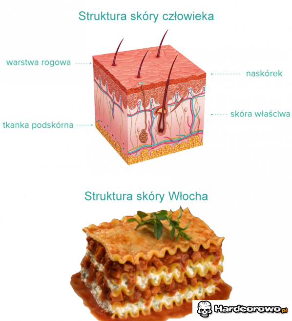 Skóra człowieka a Włocha - 1