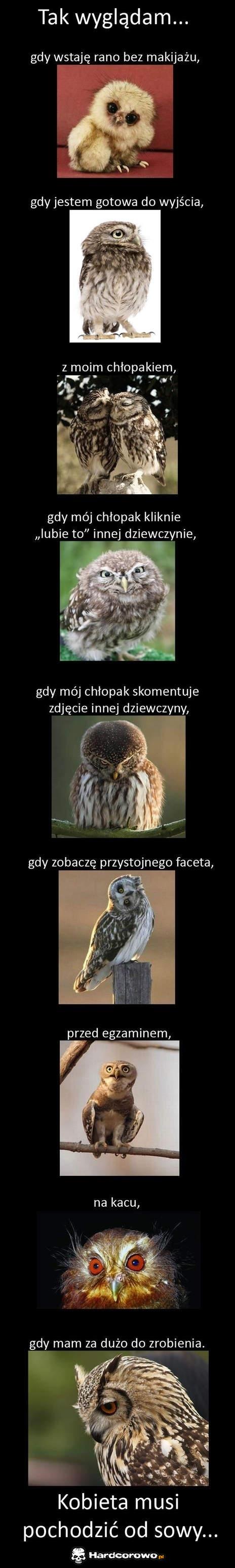 Kobieta musi pochodzić od sowy - 1