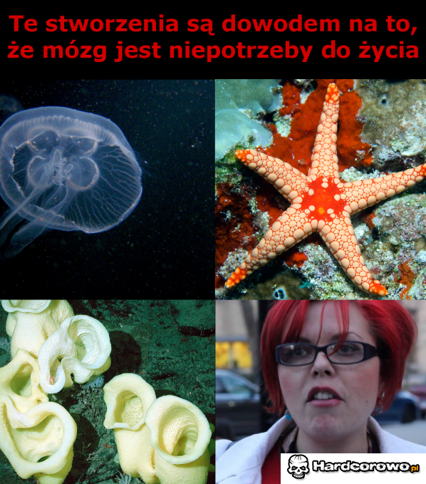 Oto dowody  - 1
