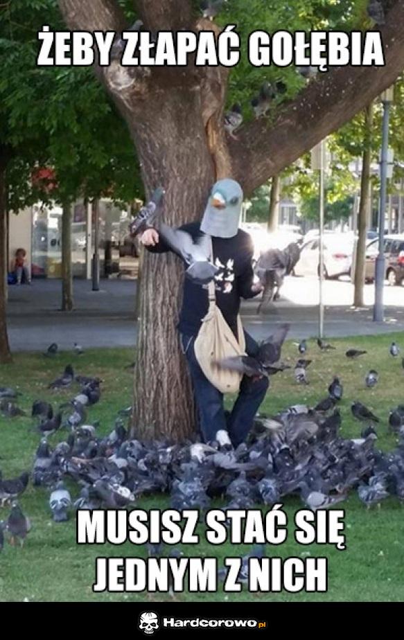 Żeby złapać gołębia - 1