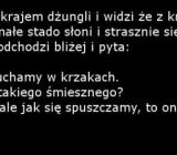 Słonie