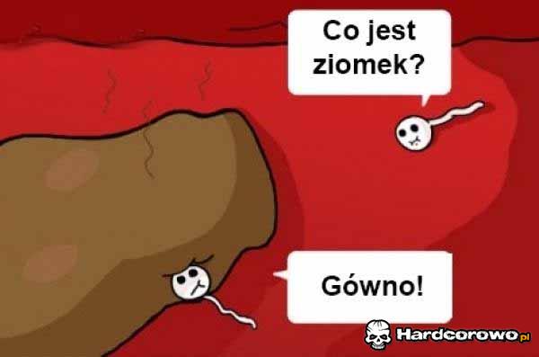 Plemniki - 1