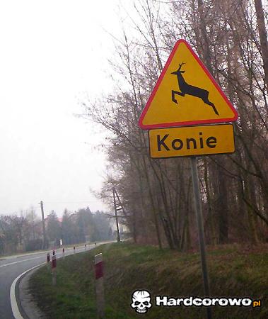 Konie  - 1