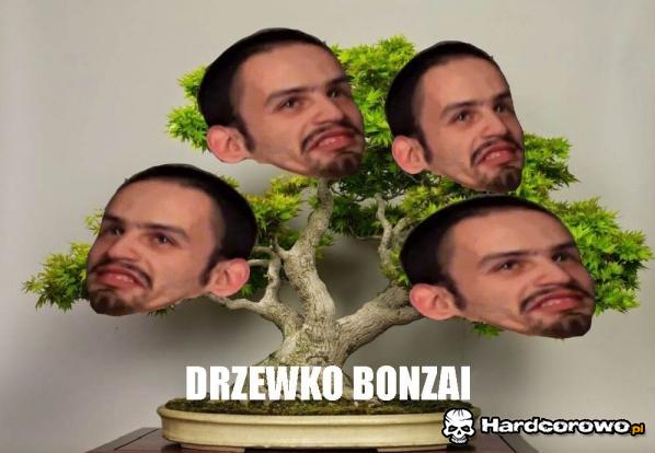 Drzewko bonzai - 1