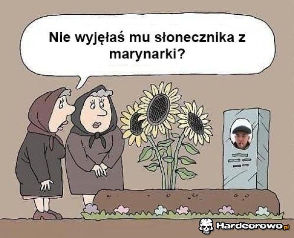 Słonecznik - 1