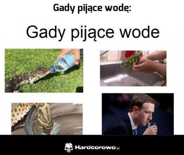 Gady pijące wodę - 1