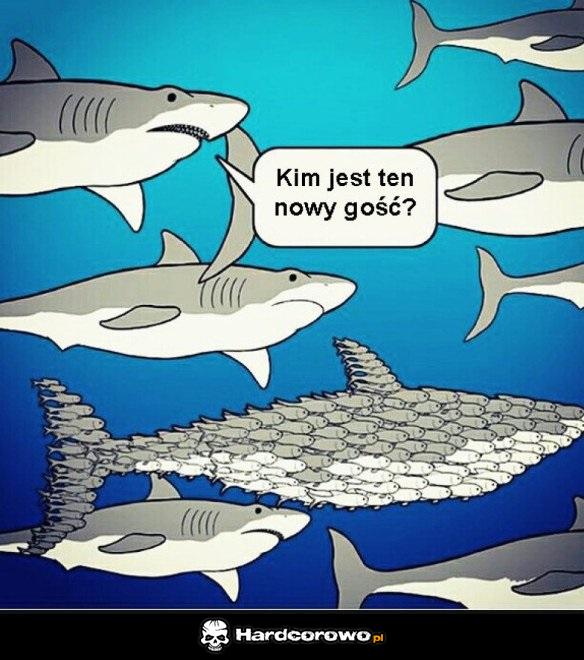 Nowy gość - 1