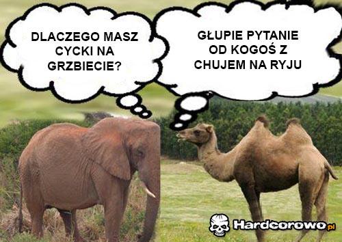 Wielbłąd ze słoniem sobie jadą  - 1