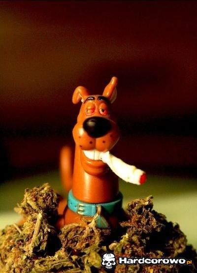Zjarany Scooby  - 1
