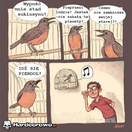 Ptasi śpiew - 1