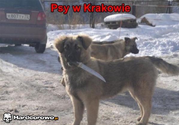 Psy w krakowie - 1