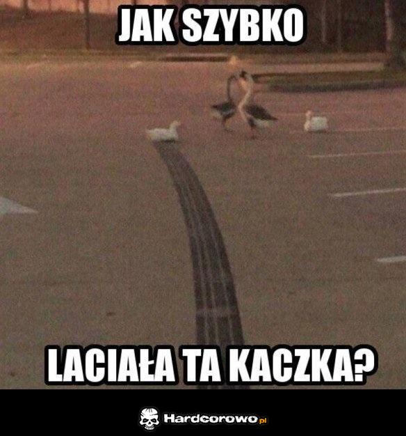 Najszybsza kaczka na świecie - 1