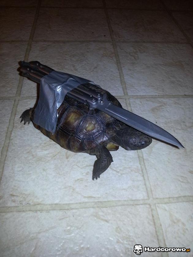 Wojowniczy żółw ninja - 1