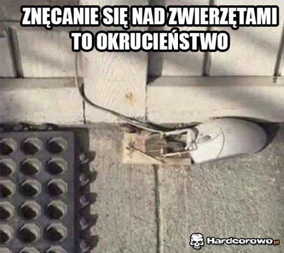 Znęcanie się nad zwierzętami - 1