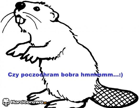 Czy poczochram bobra? - 1