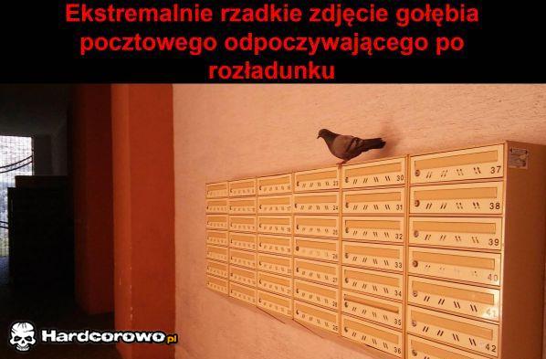 Gołąb pocztowy - 1