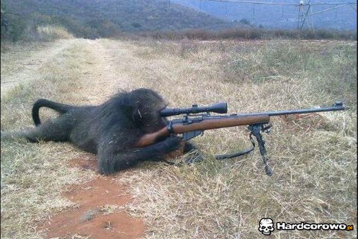 Małpa snajper - 1