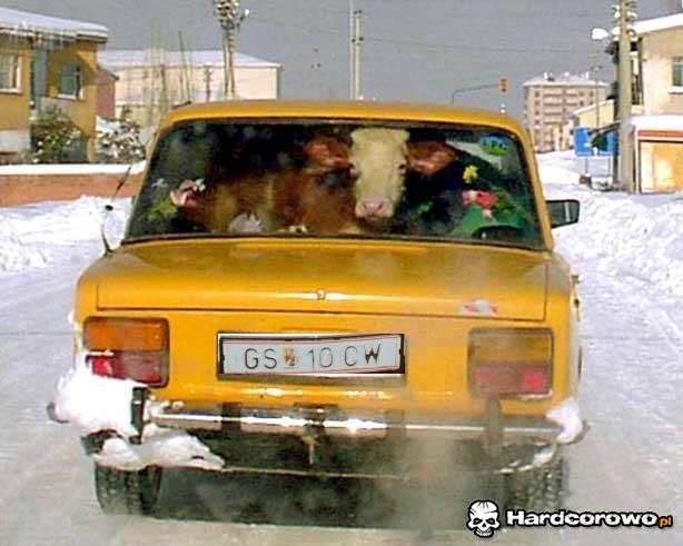 Transport bydła - 1