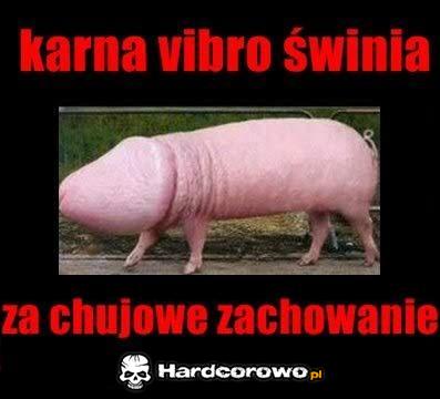 Vibro świnia - 1